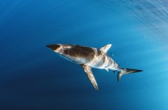 Carcharhinus falciformis