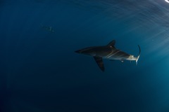 Carcharhinus falciformis