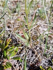 Ranunculus pedatifidus affinis