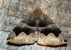 Gondysia