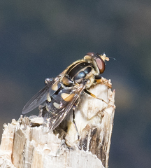 Parhelophilus flavifacies