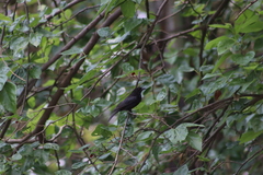 Molothrus aeneus
