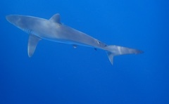 Carcharhinus falciformis