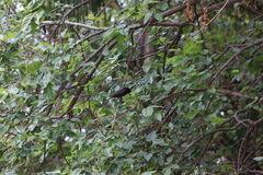 Molothrus aeneus