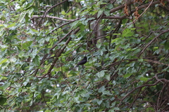 Molothrus aeneus