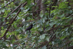Molothrus aeneus