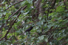 Molothrus aeneus