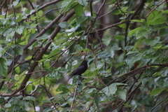 Molothrus aeneus
