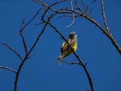 Tyrannus melancholicus