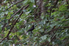 Molothrus aeneus