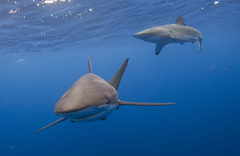Carcharhinus falciformis