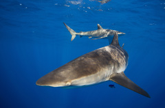 Carcharhinus falciformis