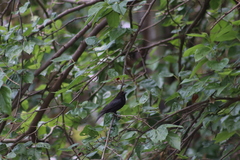Molothrus aeneus