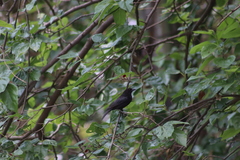 Molothrus aeneus