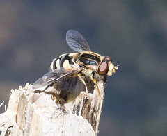Parhelophilus flavifacies