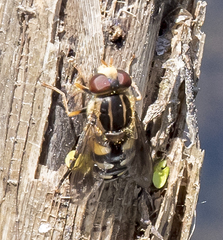 Parhelophilus flavifacies