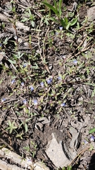 Collinsia torreyi wrightii