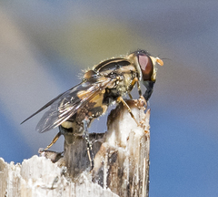 Parhelophilus flavifacies