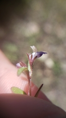 Collinsia torreyi wrightii