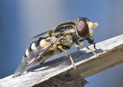 Parhelophilus flavifacies