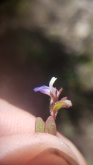 Collinsia torreyi wrightii