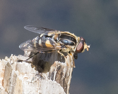 Parhelophilus flavifacies