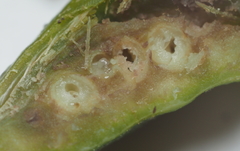 Melikaiella tumifica