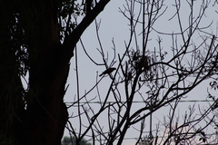 Passeriformes