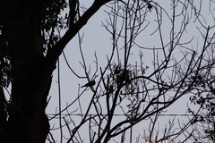 Passeriformes