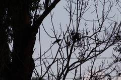Passeriformes