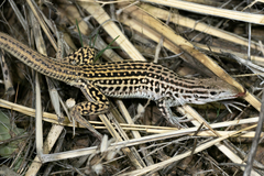 Aspidoscelis neotesselatus