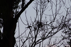 Passeriformes