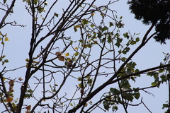 Passer domesticus