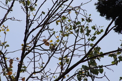 Passer domesticus