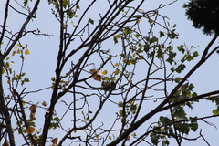 Passer domesticus