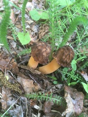 Verpa bohemica