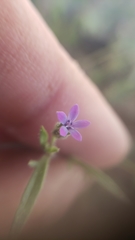Allophyllum gilioides violaceum