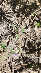 Allophyllum gilioides violaceum