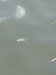 Takifugu alboplumbeus