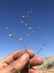 Eriogonum angulosum
