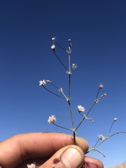 Eriogonum angulosum
