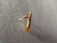 Caloptilia packardella