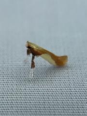 Caloptilia packardella