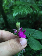 Salvia raymondii