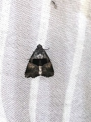 Cobubatha lixiva