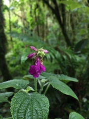 Salvia raymondii