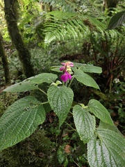 Salvia raymondii