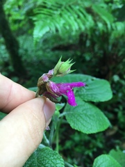 Salvia raymondii