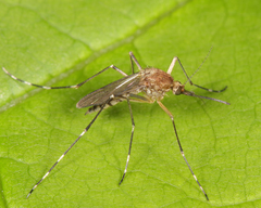 Aedes canadensis canadensis