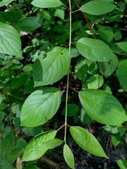 Cornus sericea occidentalis
